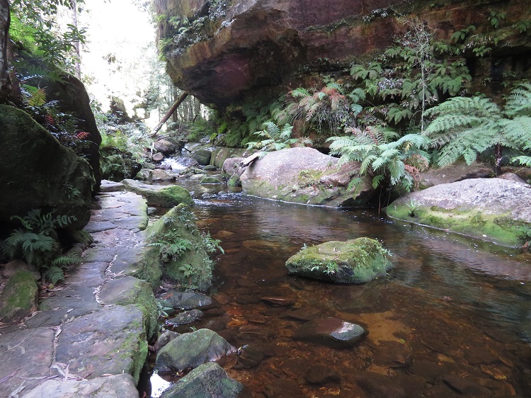 The Grand Canyon Track, Blackheath, Blue Mountains.