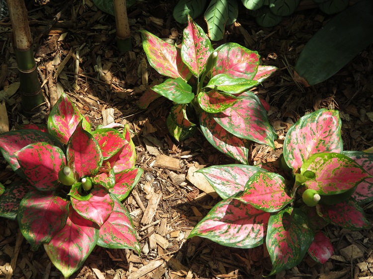 Love Your Nature Display at Sydney Royal Botanic Gardens