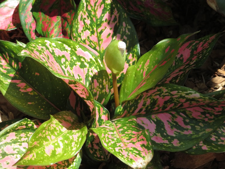 Love Your Nature Display at Sydney Royal Botanic Gardens