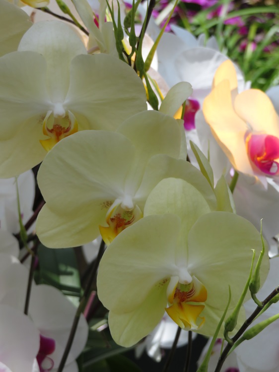 Love Your Nature Display at Sydney Royal Botanic Gardens