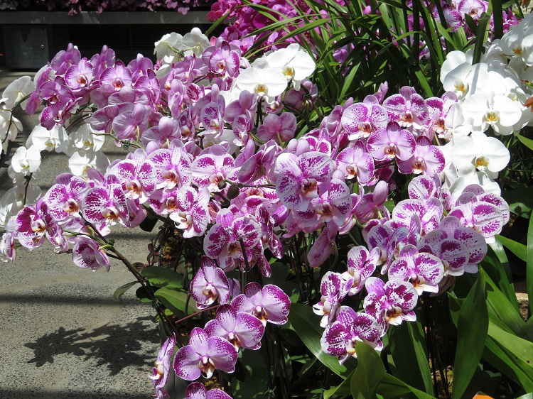 Love Your Nature Display at Sydney Royal Botanic Gardens