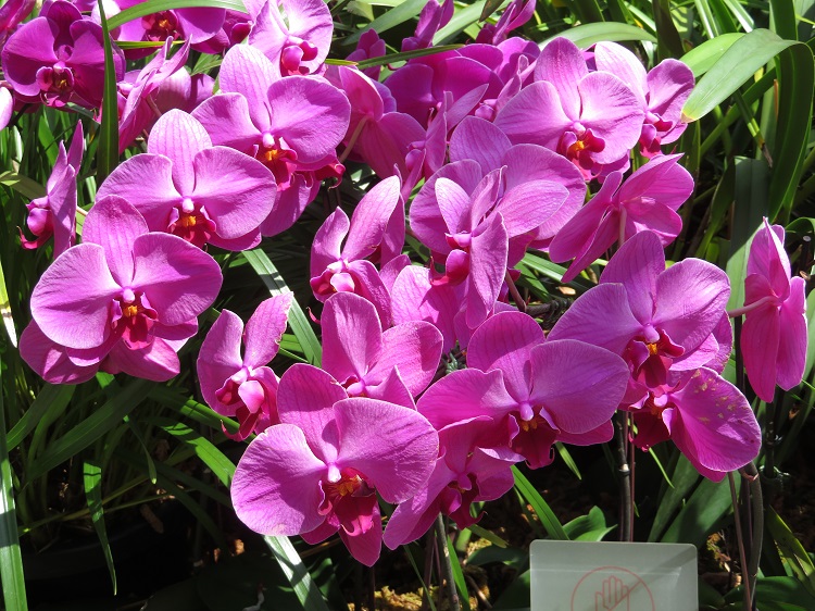 Love Your Nature Display at Sydney Royal Botanic Gardens
