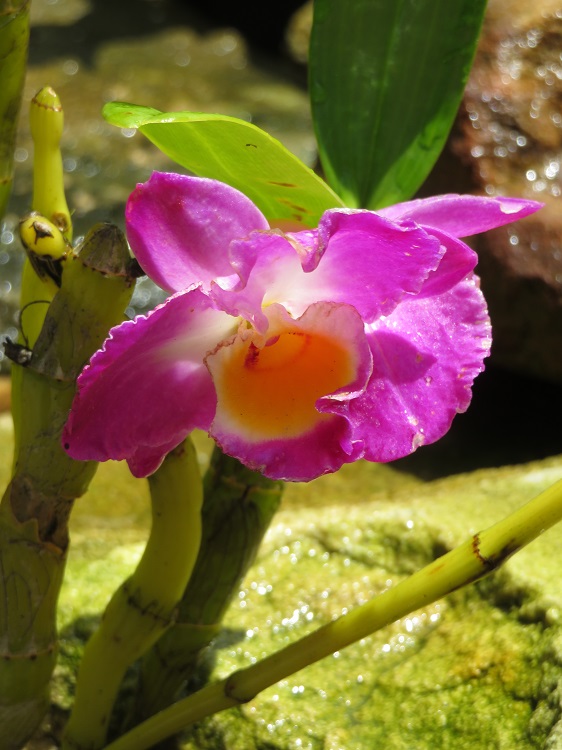 Love Your Nature Display at Sydney Royal Botanic Gardens