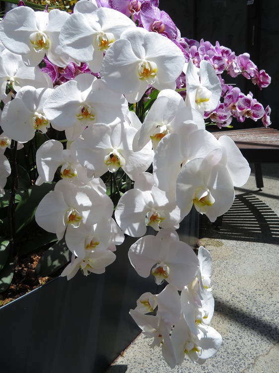 Love Your Nature Display at Sydney Royal Botanic Gardens