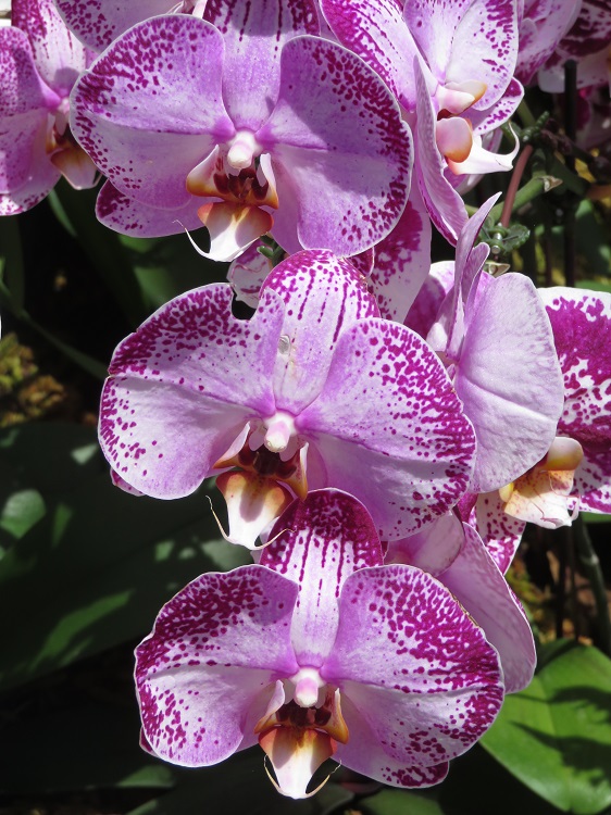 Love Your Nature Display at Sydney Royal Botanic Gardens