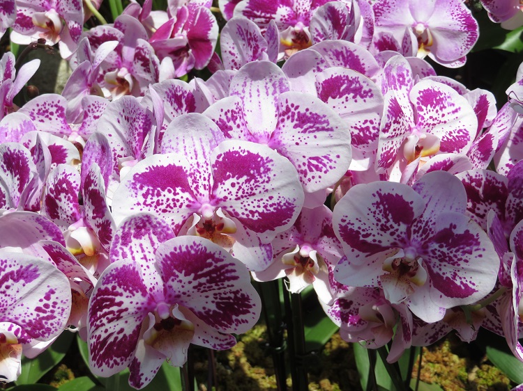 Love Your Nature Display at Sydney Royal Botanic Gardens