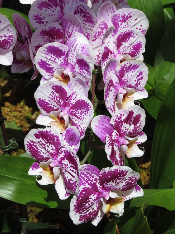 Love Your Nature Display at Sydney Royal Botanic Gardens
