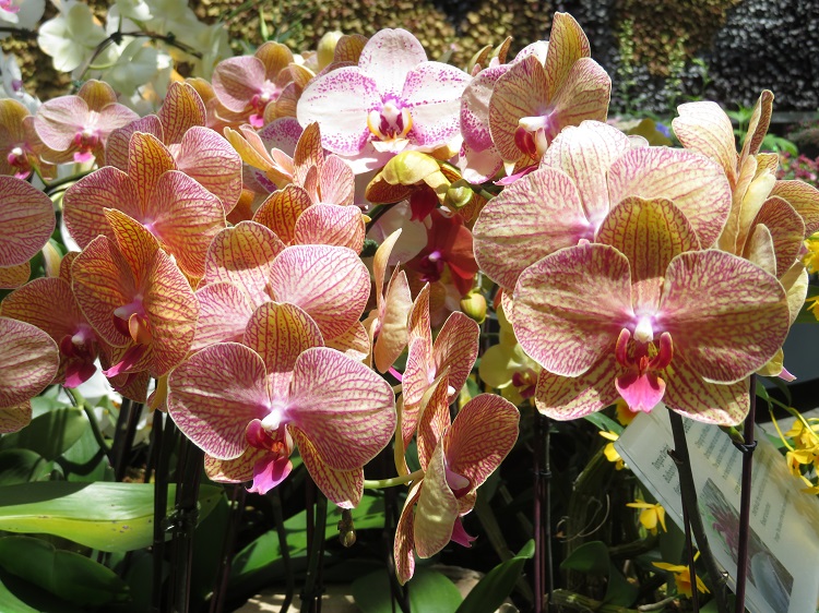 Love Your Nature Display at Sydney Royal Botanic Gardens