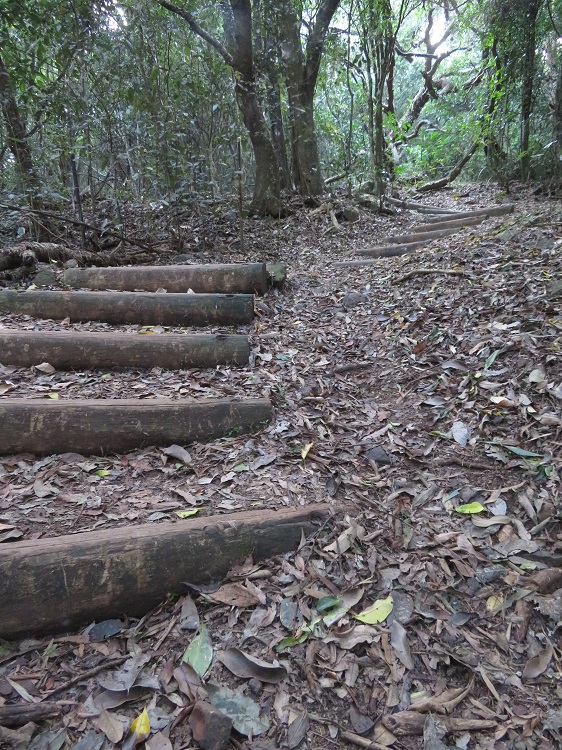 On the way up to Cape Hawke Lookout near Forster, NSW