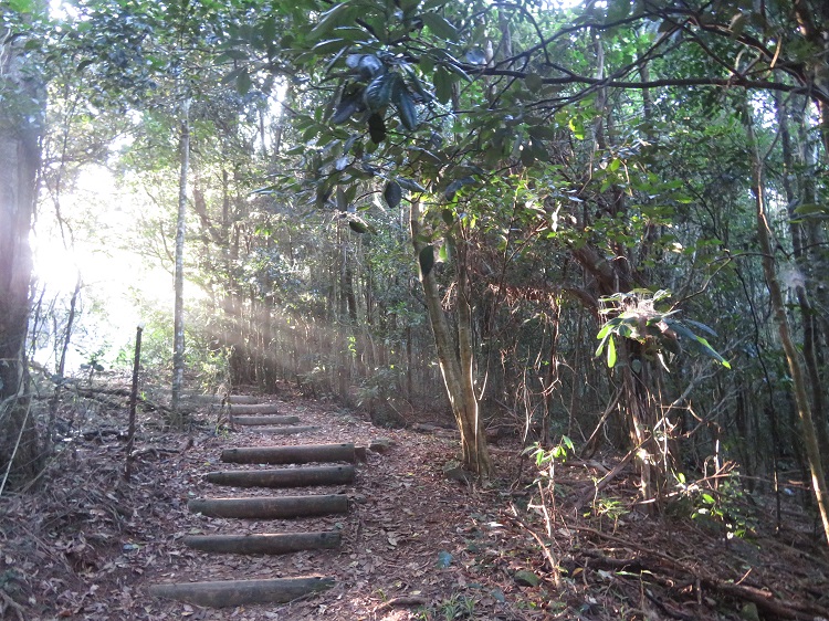 Early morning light streams through the trees at Cape Hawke Lookout near Forster, NSW.