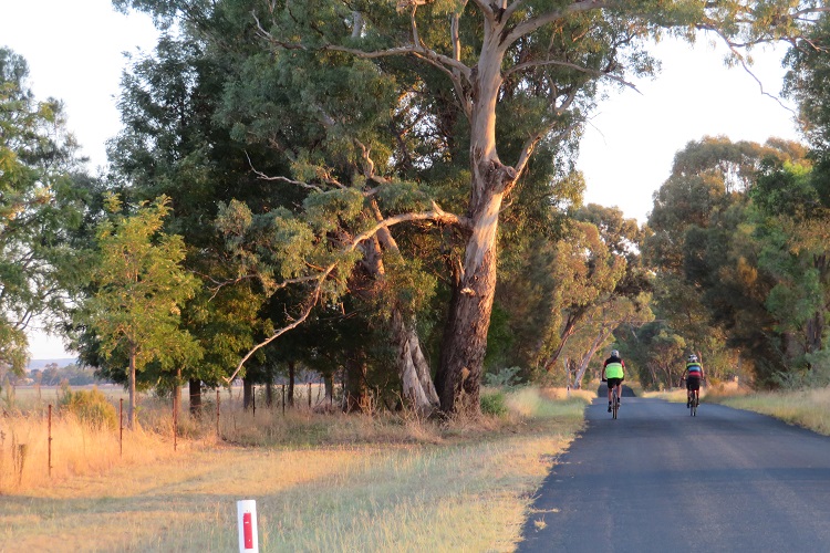 Cycling into the early morning light - just North of Gulgong.