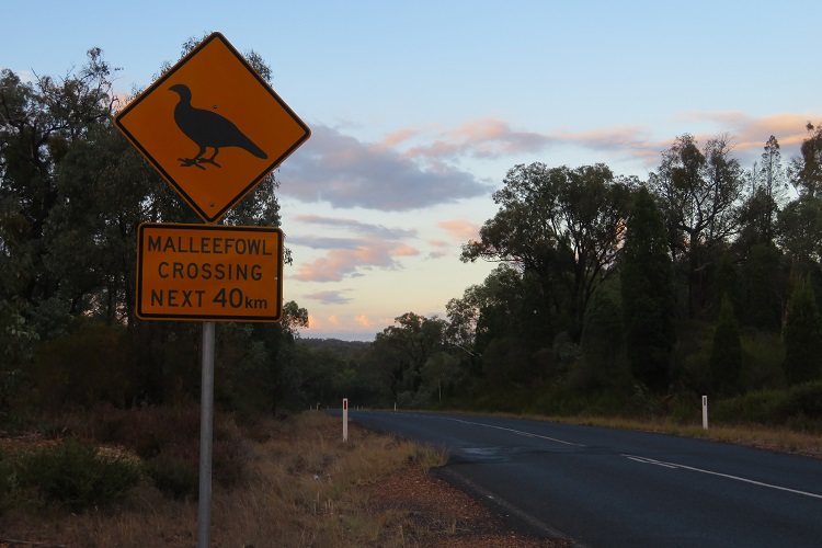 A mallee fowl crossing sign on the road to Dubbo