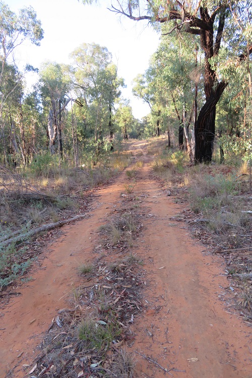 Into the Goonoo State Forest