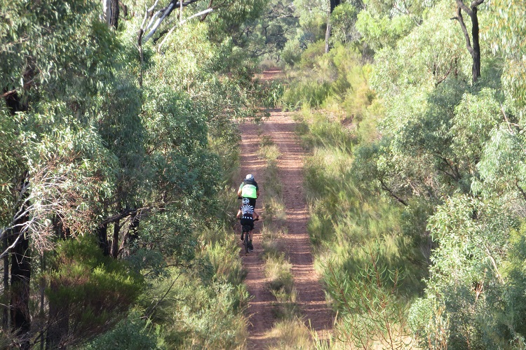 Into the Goonoo State Forest