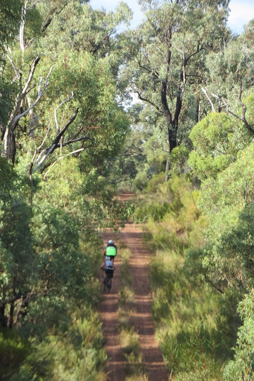 Into the Goonoo State Forest