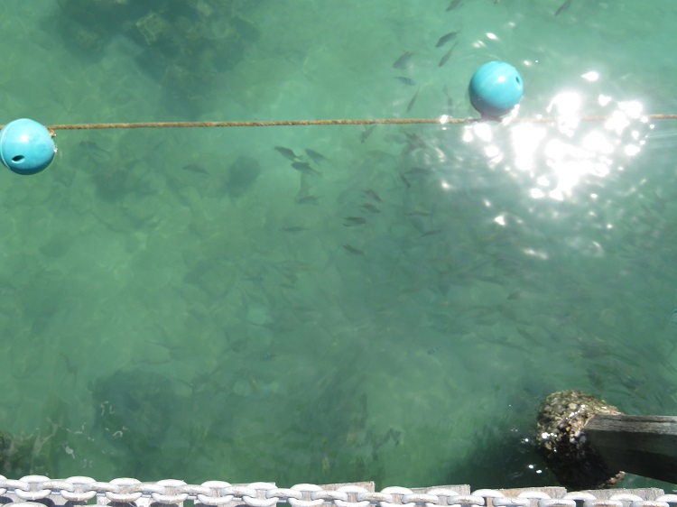 Aquamarine water at Manukan Island