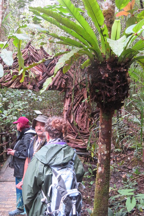Mt Kinabalu Botanic Garden
