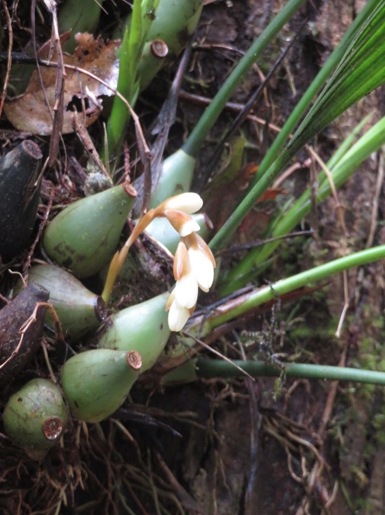 Mt Kinabalu Botanical Garden