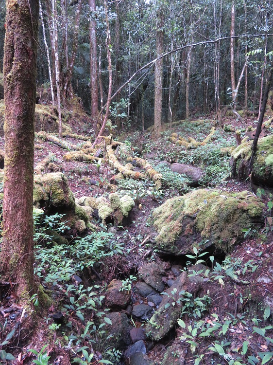 Mt Kinabalu Botanical Garden