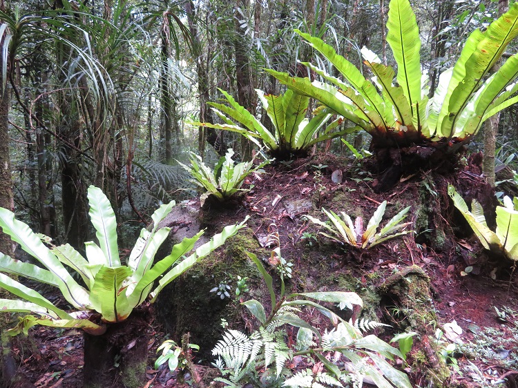 Mt Kinabalu Botanical Garden
