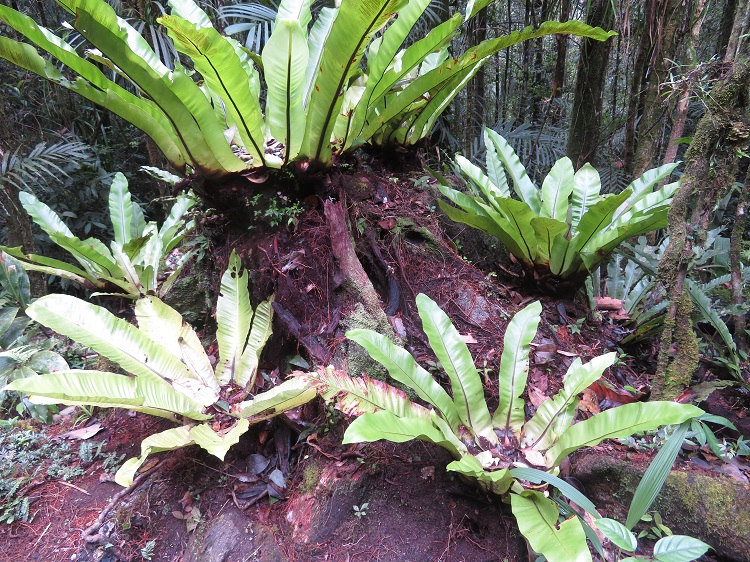 Mt Kinabalu Botanical Garden