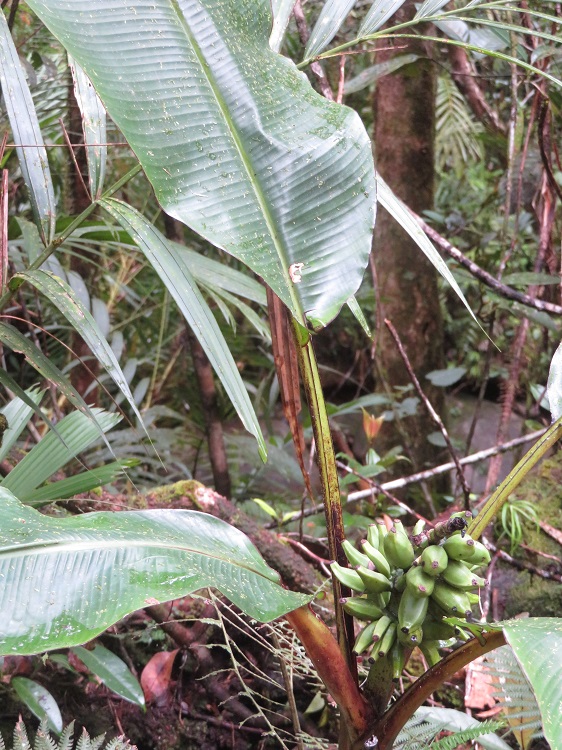Mt Kinabalu Botanic Garden