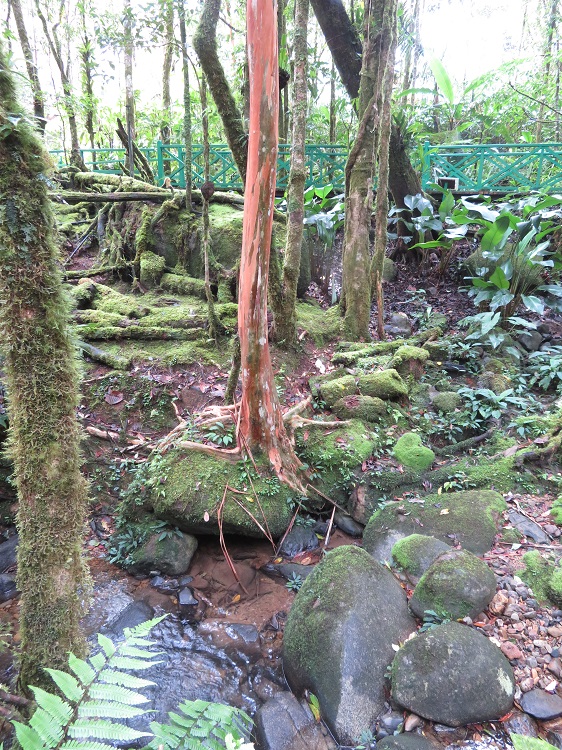Mt Kinabalu Botanic Garden