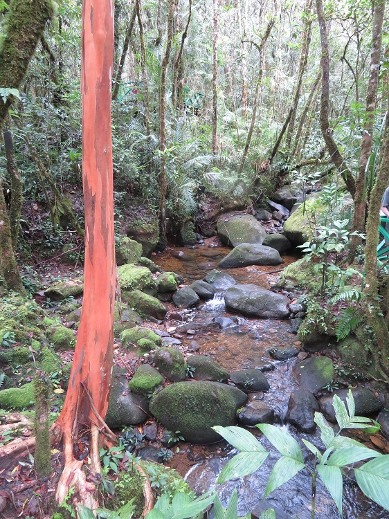 Mt Kinabalu Botanic Garden
