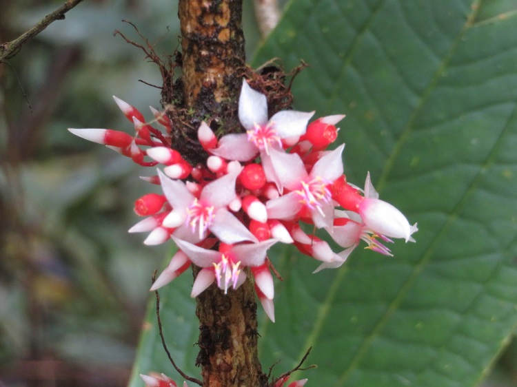 Mt Kinabalu Botanic Garden