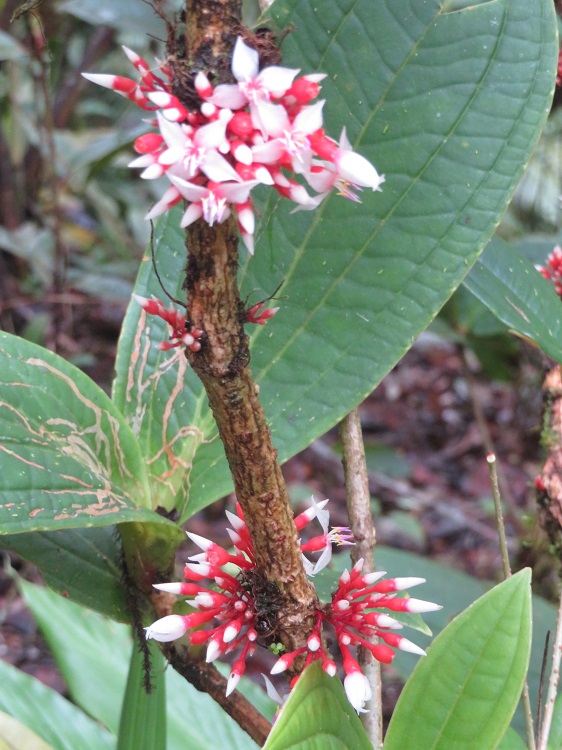 Mt Kinabalu Botanic Garden