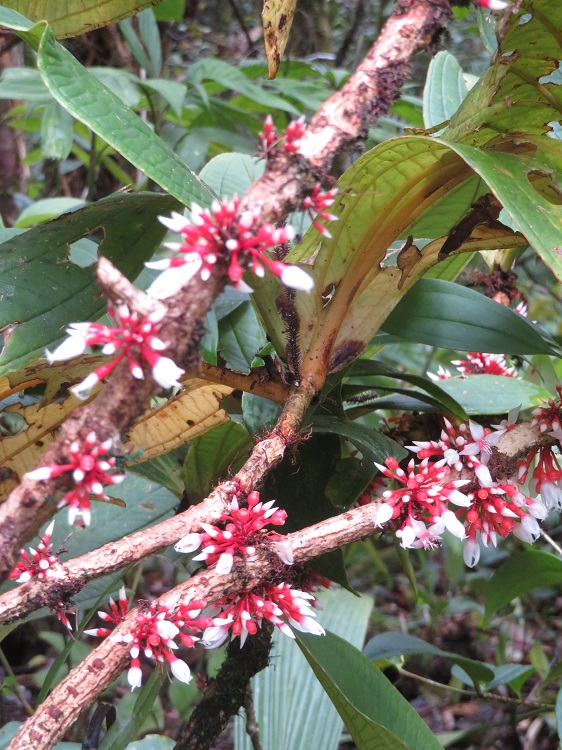 Mt Kinabalu Botanic Garden