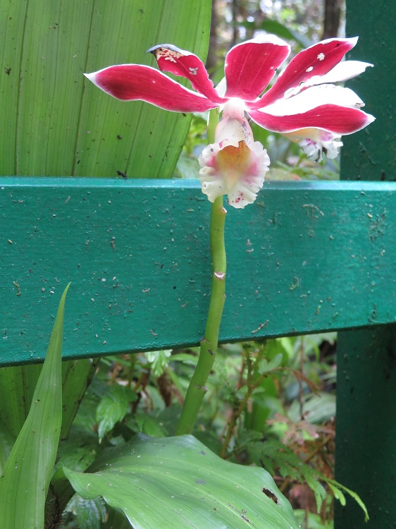 Mt Kinabalu Botanic Garden