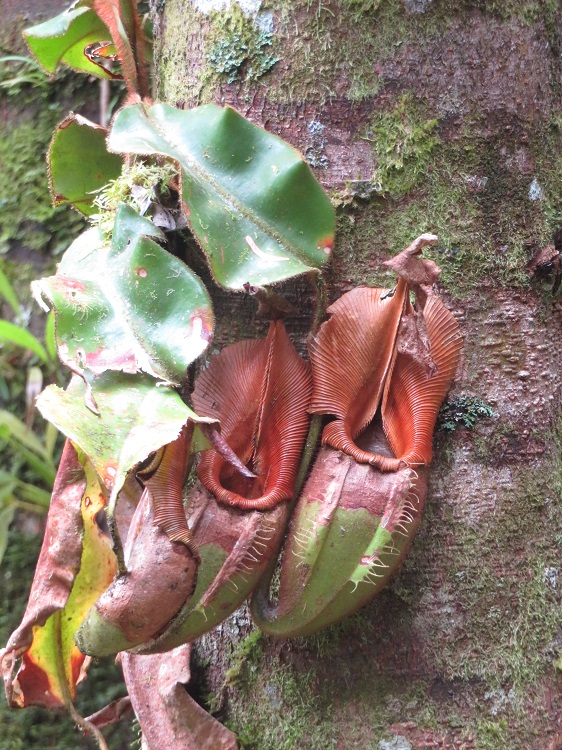Mt Kinabalu Botanic Garden