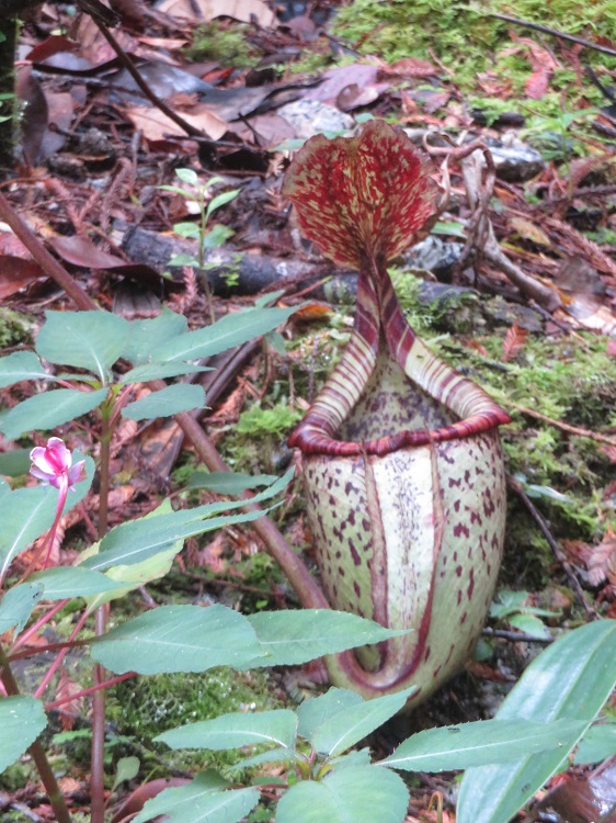 Mt Kinabalu Botanic Garden