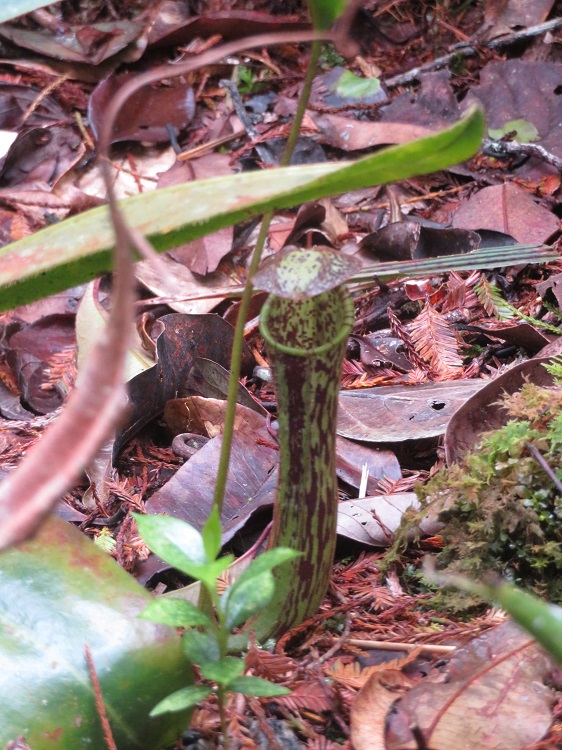 Mt Kinabalu Botanic Garden