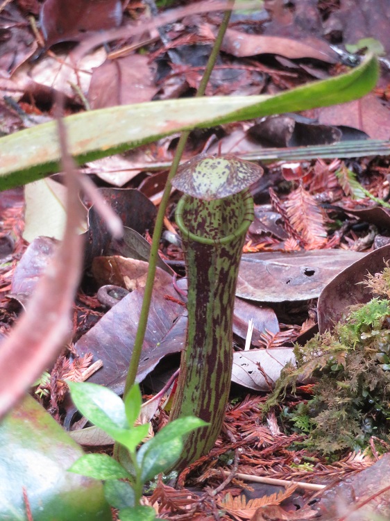 Mt Kinabalu Botanic Garden