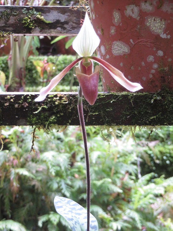 Mt Kinabalu Botanic Garden