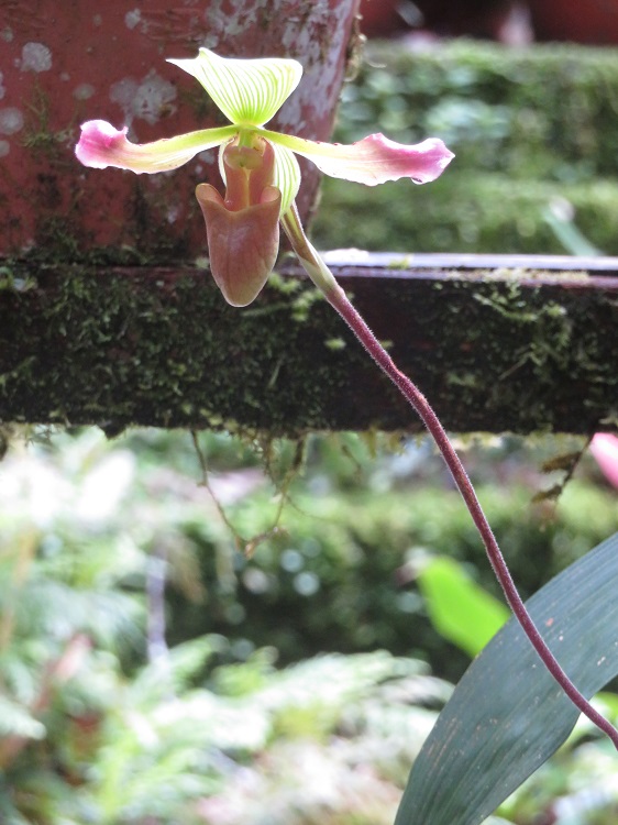 Mt Kinabalu Botanic Garden