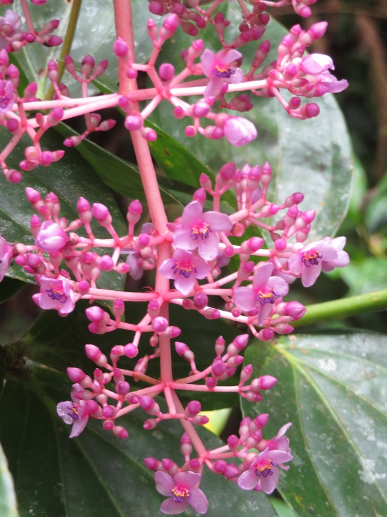 Mt Kinabalu Botanic Garden