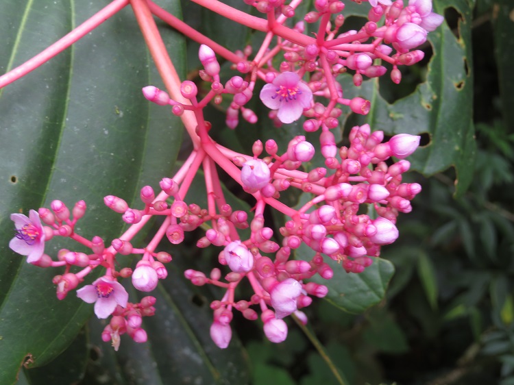 Mt Kinabalu Botanical Garden