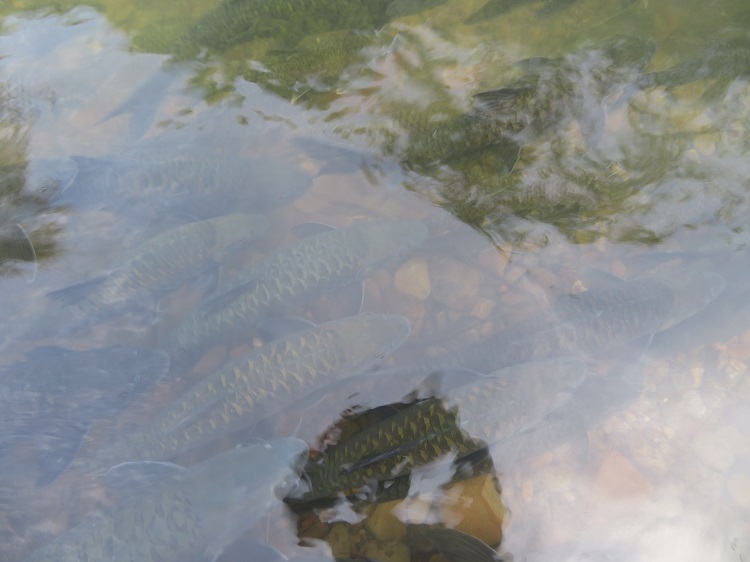 Luanti Fish Spa, Sabah Borneo