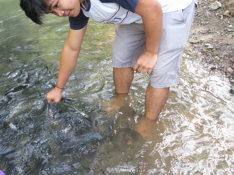Luanti Fish Spa, Sabah Borneo