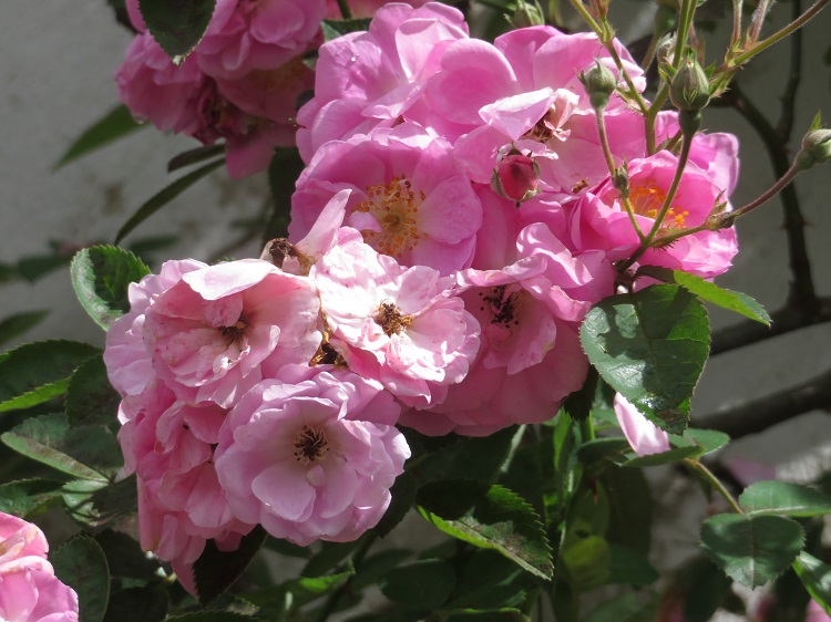 Kundasang War Memorial