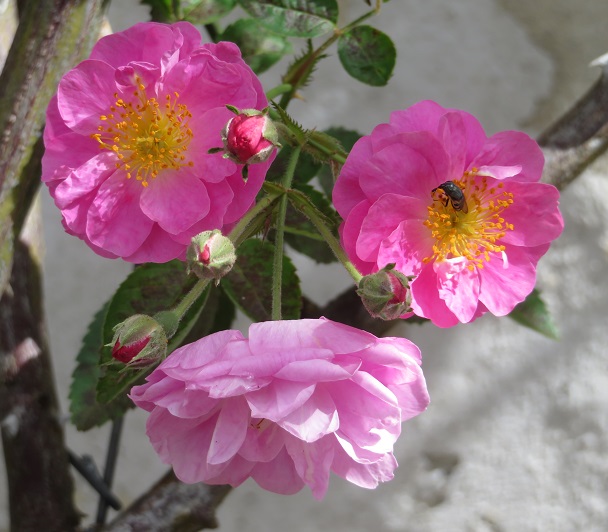 Kundasang War Memorial