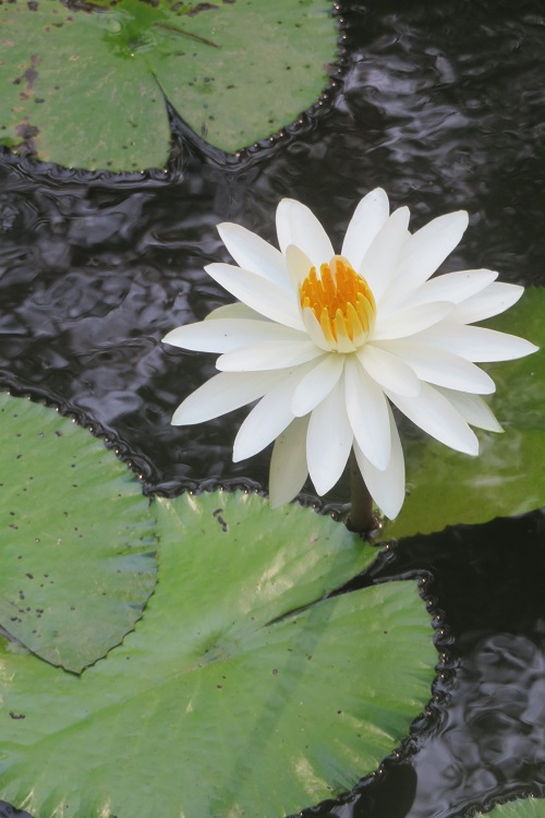 Sandakan War Memorial
