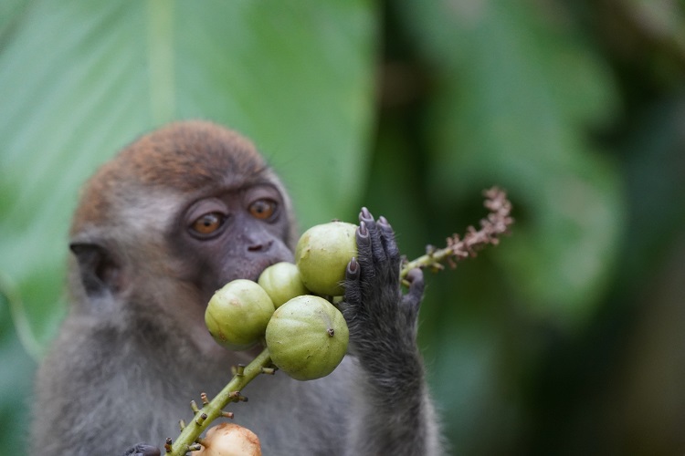 on the Kinabatangan River, Sabah