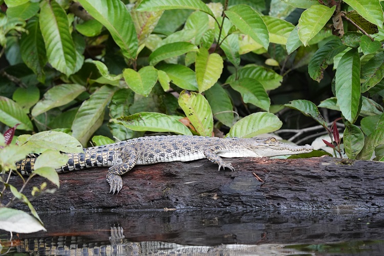 Small crocodile on Kinabatangan River, Sabah