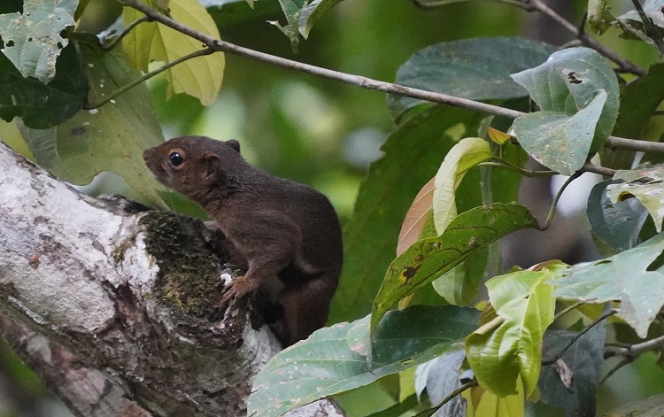 on the Kinabatangan River, Sabah