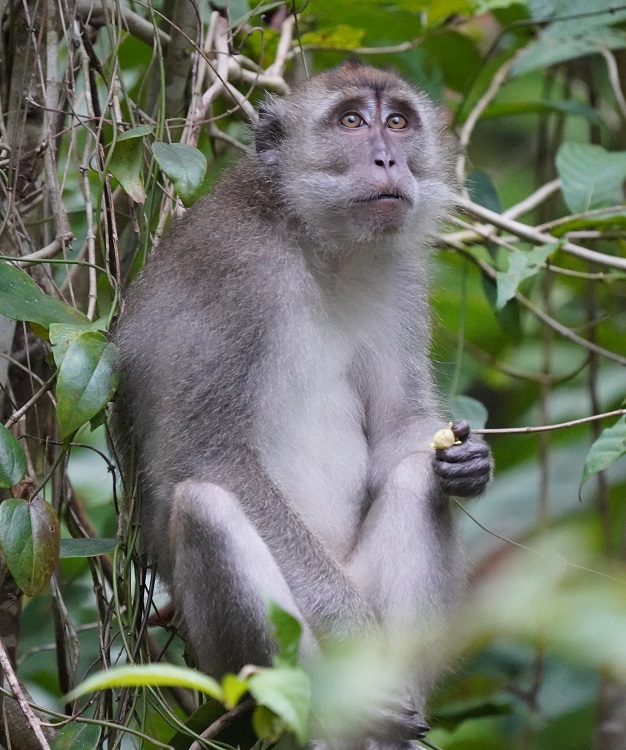 on the Kinabatangan River, Sabah