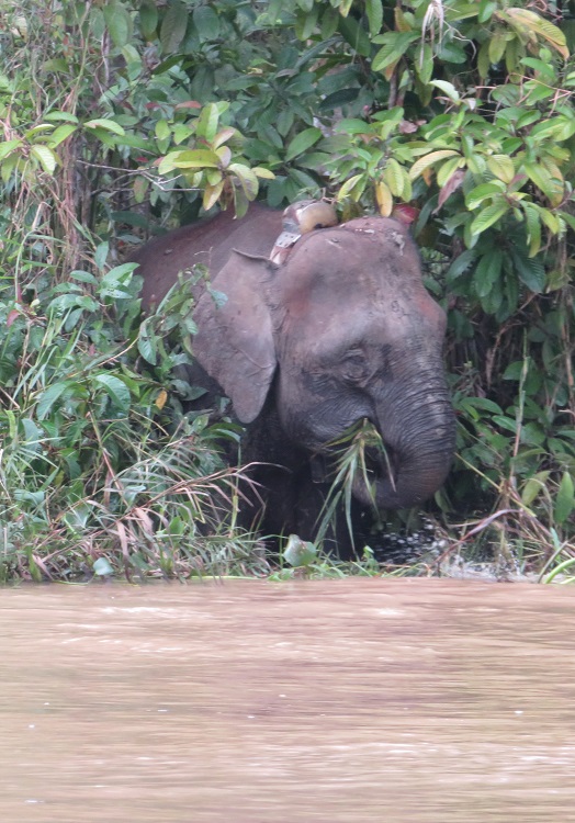 Pygmy elephants on the Kinabatangan River, Sabah